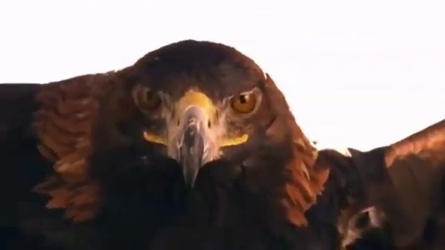 Ещё одна красивая песня подарок для моих подписчиков смотреть онлайн