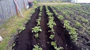 Окучивание картофеля, электрокультиватор