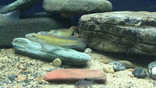 Teleocichla cinderella Tocantins смотреть онлайн