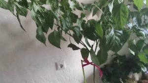 Выращивание хабанеро в домашних условиях