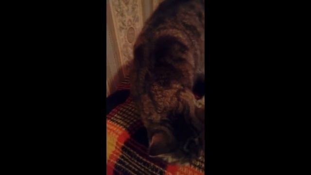 Котёнок и непонятная метка смотреть онлайн