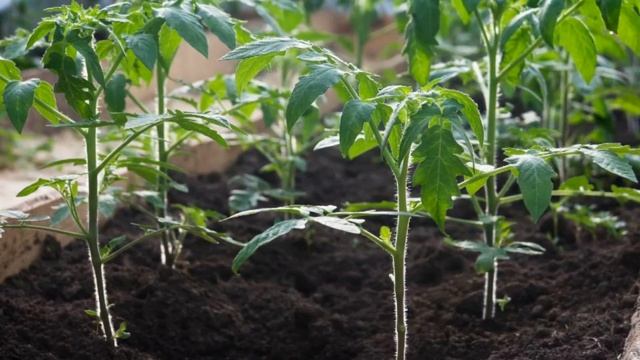 Рассада скажет СПАСИБО. Такое Вы точно не Знали! Чем подкормить рассаду. Подкормока для рассады 202 смотреть онлайн