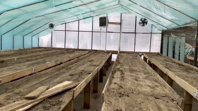Тюльпаны выгонка , про Луковицы .31 марта. смотреть онлайн