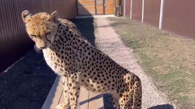 Гепард Герда мечтает стать артисткой! Умная девочка Герда