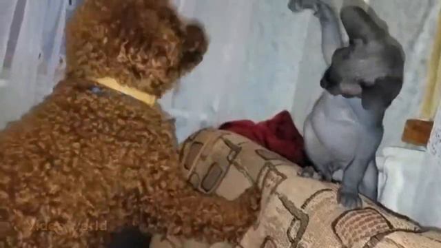 бой пса против кота смотреть онлайн