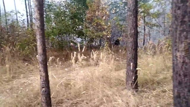 Пожар 20,09,20, Воронеж, лес больницы Электроника. смотреть онлайн
