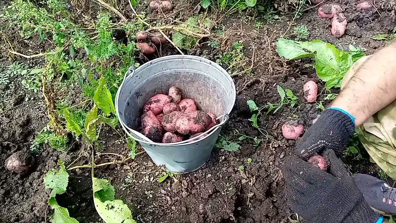 Шикарный урожай картошки/Собираем овощи/ Делаем заготовки смотреть онлайн