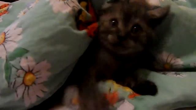 Morris sees the camera for the first time :D смотреть онлайн