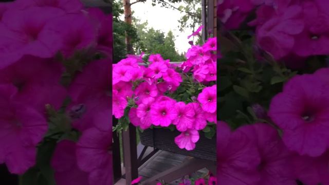 Петуния Изи вейв (easy wave) не от слова easy - сложная петуния смотреть онлайн