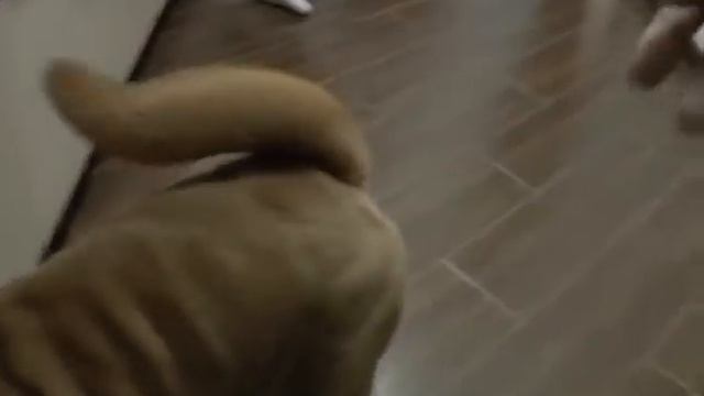 Як пси зустрічають гостей. смотреть онлайн
