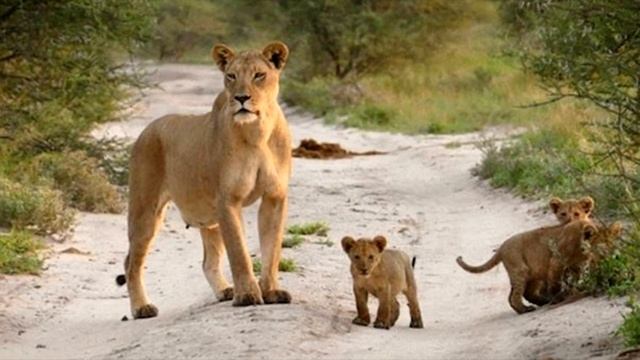 Львы увидели раненого лисенка и то, что сделала львица поразило вcех смотреть онлайн