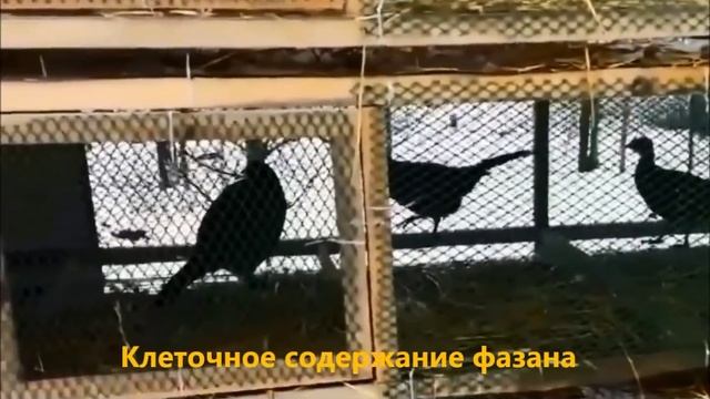 Выращивание фазанов в домашних условиях смотреть онлайн