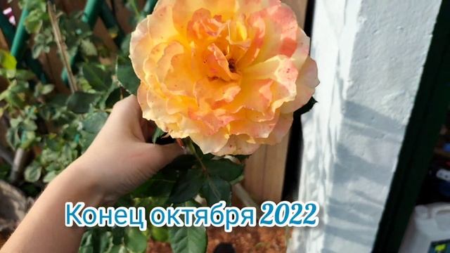 Зима во Франции. Мороз -5, Замёрзла последняя роза. Нормандия 13 декабря смотреть онлайн