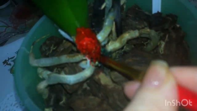 Внезапно отвалились листья орхидеи.Что делать и чем это закончиться!