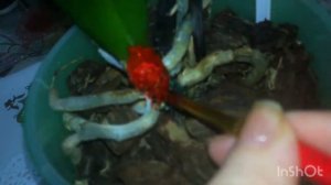 Внезапно отвалились листья орхидеи.Что делать и чем это закончиться!