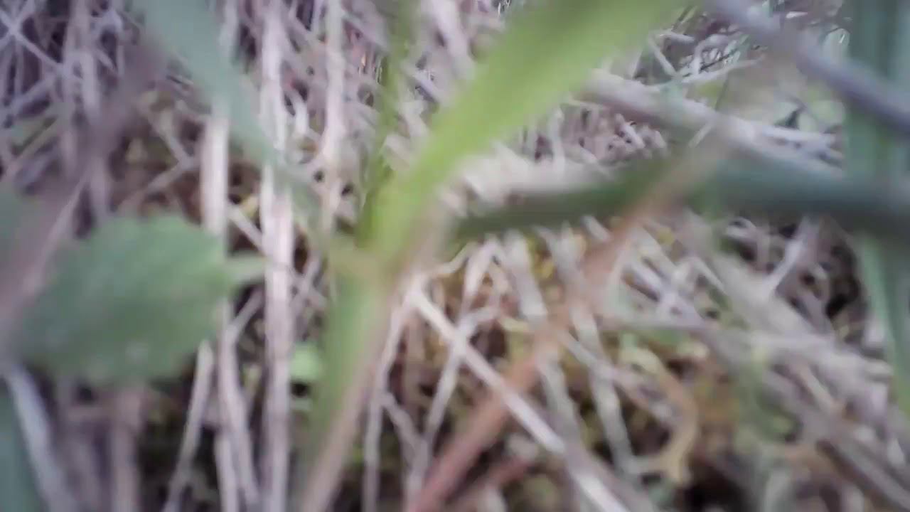 MOVI0000.mov смотреть онлайн