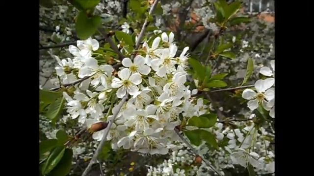 *** ЦВЕТУЩИЕ ВИШНИ ! ***-*** Filin Rezwiy-Video : Natalija Natali-ja *** смотреть онлайн