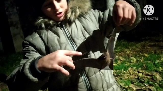 летучая мышь, рассказ про летучую мышь смотреть онлайн