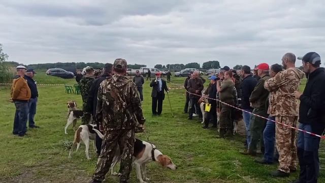 55 курская выставка охотничьих собак русские пегие суки (2) смотреть онлайн