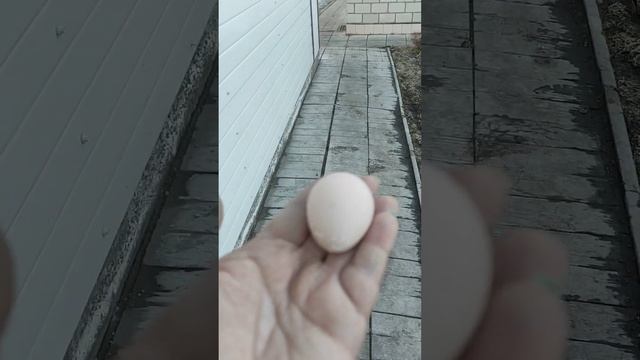 Первое яйцо от Фавероли лососевой! смотреть онлайн
