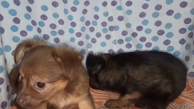 В продаже щенки той-терьера, рыжий мальчик и зонарная девочка. смотреть онлайн