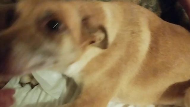 Мега SOS!!! Августине снова нужна ваша помощь / Приют для собак г. Ефремов смотреть онлайн