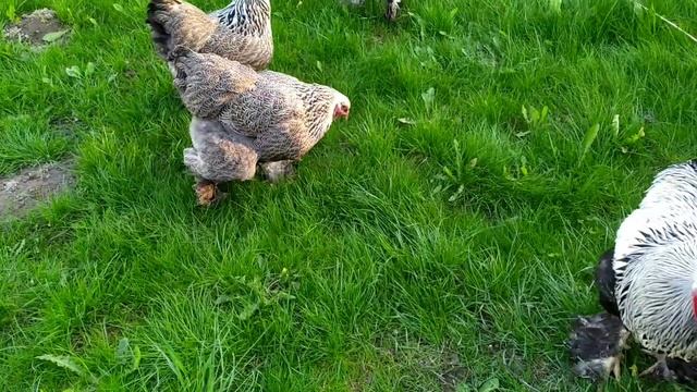 Брама темная#обзор брамы темное серебро