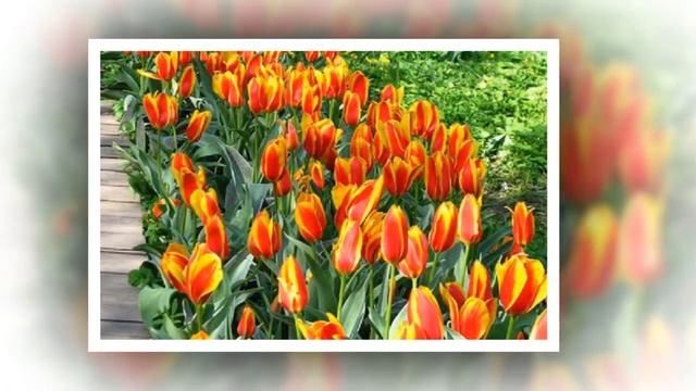 Весенняя песня тюльпанов смотреть онлайн