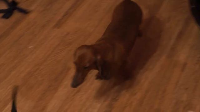 Щенки таксы 1,5 месяца стандартные #щенкитаксы смотреть онлайн