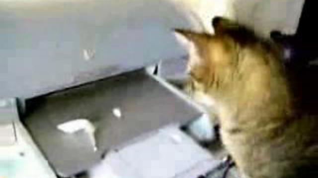 Кот и принтер смотреть онлайн