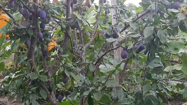 ?️Zucchini Cream Soup / Кабачковый крем-суп?️