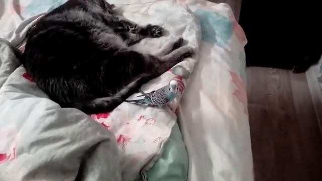 Волнистый попугайчик Тишка опять достаёт кота Мурика смотреть онлайн