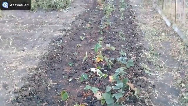 ВЕСЬ ДЕНЬ В ОГОРОДЕ/МУЖ ДЕЛАЕТ ВКУСНУЮ АДЖИКУ/ЖИЗНЬ МОЛОДОЙ СЕМЬИ В ДЕРЕВНЕ смотреть онлайн