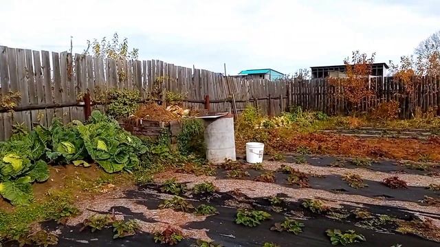 Убрала капусту, поспел терновник. смотреть онлайн