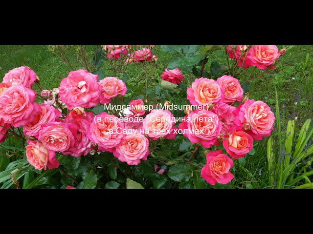 Мидсаммер в Саду на трех холмах смотреть онлайн