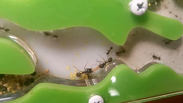 Messor structor против мучника смотреть онлайн