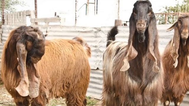 Разведение Дамасских коз Шами как бизнес | Козоводство | Порода коз Шами | Самая дорогая коза смотреть онлайн