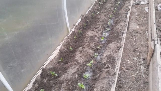 Рассадила перцы.Цветёт клубника -Купчиха.1 Мая работаем и отмечаем?? смотреть онлайн