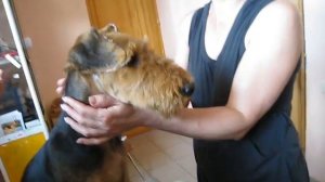 Gluing and Setting  Airedale Ears