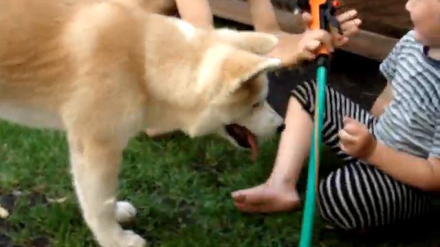 Акита Рона и дети смотреть онлайн