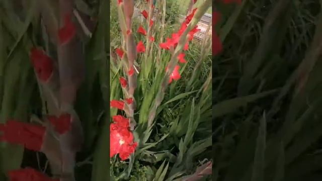 Гладиолус Дебюсси (Gladiolus Debussy) смотреть онлайн