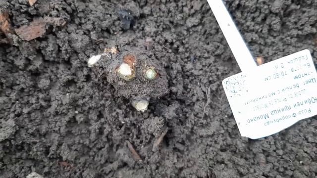 Раскопала все прививки у роз, удручающая реальность! смотреть онлайн