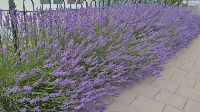 Lavandula Phenomenal the garden lavender смотреть онлайн