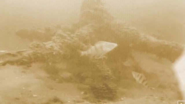 Ловля плотвы на безмотылку. смотреть онлайн