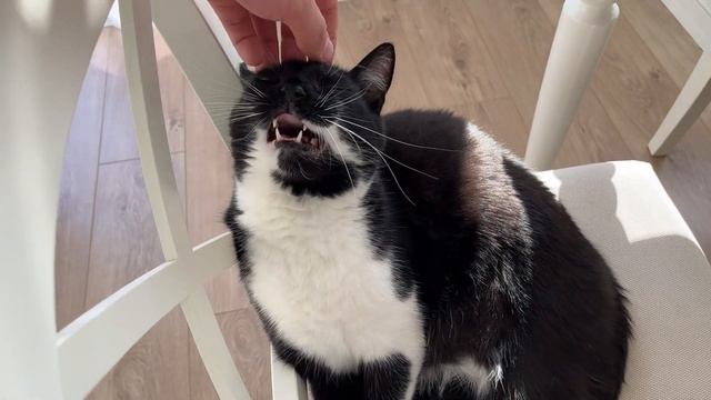 "Dinner is served, human" смотреть онлайн