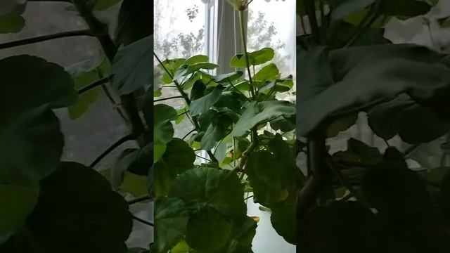 Пеларгошки будут жить! смотреть онлайн