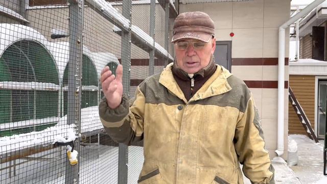 Голубка одна вырастит пискунят? смотреть онлайн