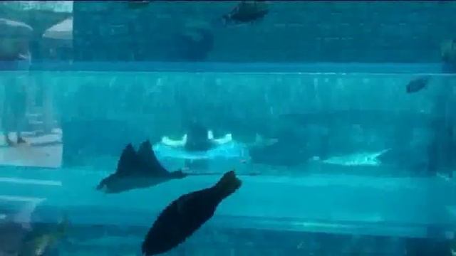 Aquaventure Water Park At Atlantis Hotel - Palm Jumeirah - Dubai