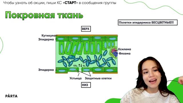Клетки и ткани растений: всё, что спросят на ОГЭ | PARTA ОГЭ 2023 смотреть онлайн