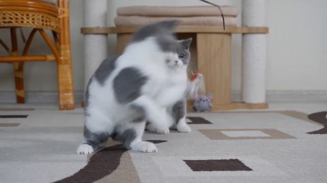 British kitten Carlos is 3,5 months old смотреть онлайн